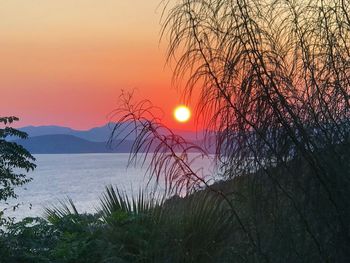 Silhouette plants by sea against sky during sunset