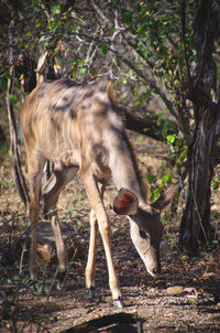 Deer in a forest