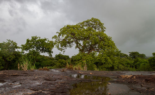 Scenic view of trees against sky