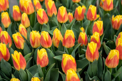 Close-up of tulips in field