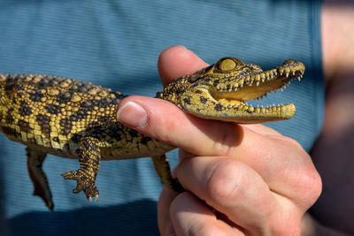 Midsection of man holding crocodile