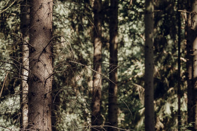 Close-up of bamboo trees in forest