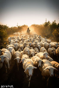 Flock of sheep on a field