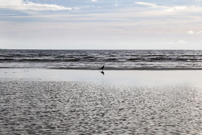 Crow in the nature, near water