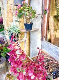 Close-up of potted plant