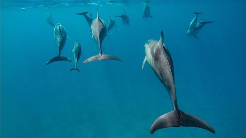 Dolphins swimming in sea