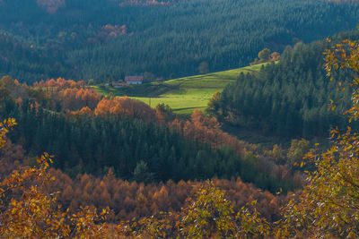 High angle view of trees in forest during autumn