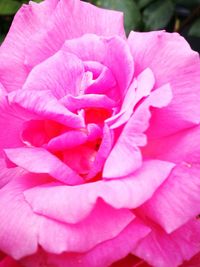 Close-up of pink flower