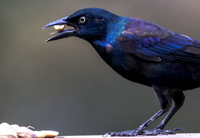 Close-up of bird perching