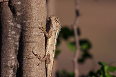 Close-up of lizard on tree trunk