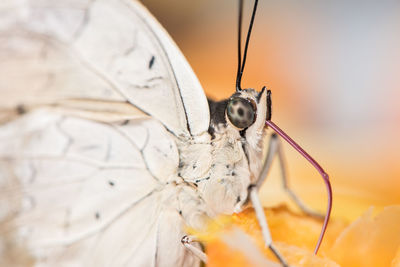 Close-up of butterfly on leaf