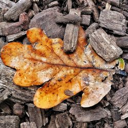 High angle view of dry leaves on wood