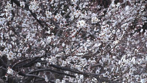 Full frame shot of white flowering tree
