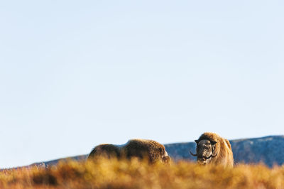 Musk ox animals standing in autumn landscape, norway autumn colors