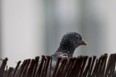 Close-up of pigeon perching