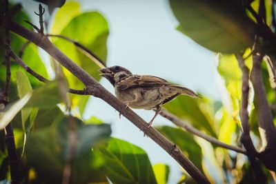 Bird perching on a tree