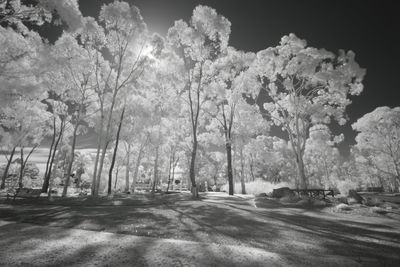 Trees in park