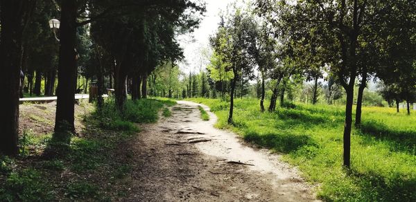 Dirt road amidst trees and plants