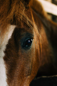 Close-up of horse