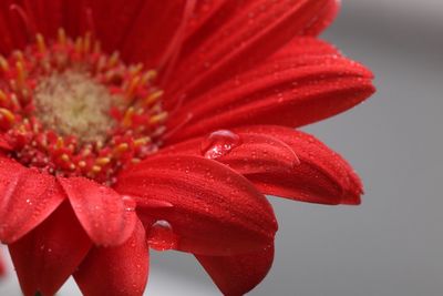 Close-up of wet red flower