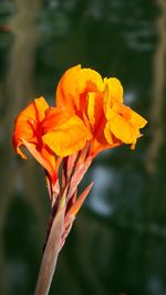 Close-up of orange flowering plant