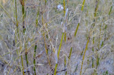 Full frame shot of plants growing on land