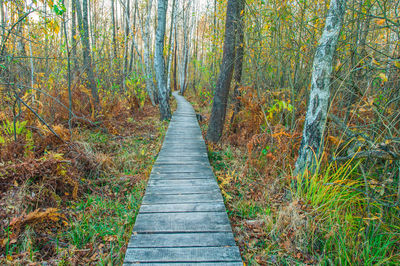 Footpath amidst trees in forest