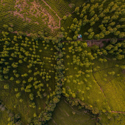 High angle view of trees growing on field