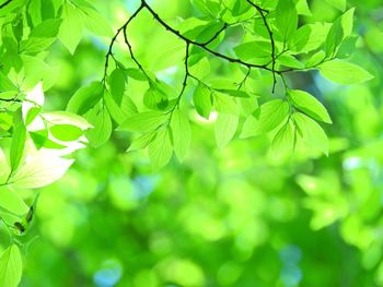 Close-up of fresh green leaves