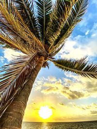 Low angle view of palm tree by sea against sky