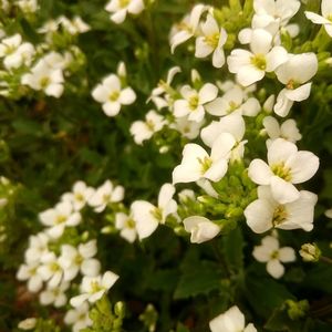 Close-up of white flowers