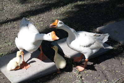 High angle view of swans