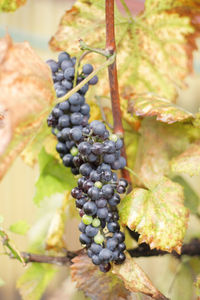 Close-up of grapes growing in vineyard