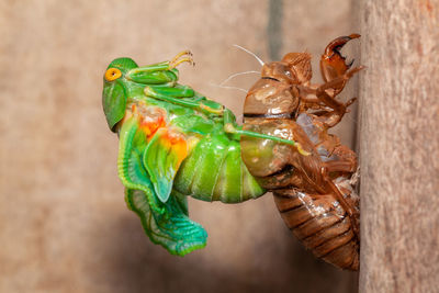 Close-up of insect on wood