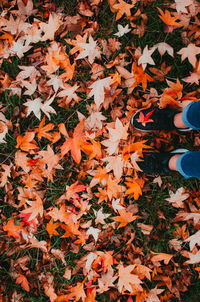 Low section of person standing on autumn leaves