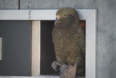 Close-up of bird perching on wall