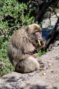 High angle view of monkey eating food while sitting on retaining wall