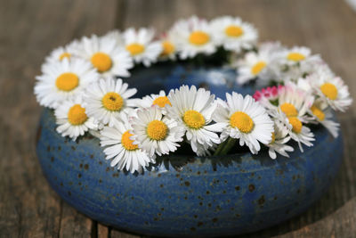 Close-up of daisy flowers on table