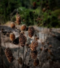 Close-up of dried plant on field