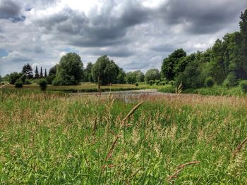 Scenic view of field against sky