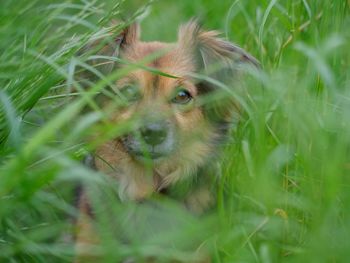 Portrait of dog sticking out tongue on field