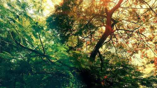 Trees growing against sky