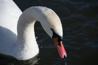 Swan floating on water