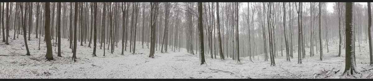 Close-up of trees on landscape