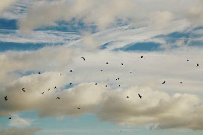 Low angle view of birds flying against cloudy sky