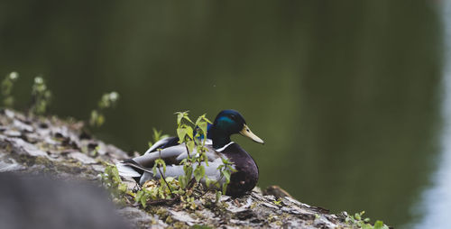 Close-up of bird perching on shore