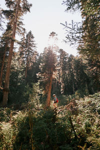 Man and pine trees in forest against sky