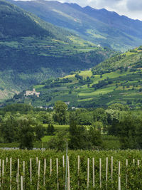 Scenic view of agricultural field