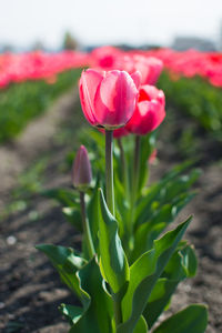 Close-up of pink tulip flower on field