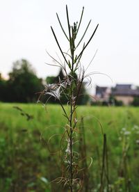 Close-up of plant growing on field